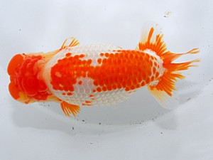 中部本部大会 西関脇 林 万貴 大王 中部本部大会 西関脇 林 万貴 大王