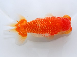 中部本部大会 東小結 林 万貴 大王 中部本部大会 東小結 林 万貴 大王