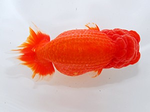 中部本部大会 西小結 市村正直 安城市 中部本部大会 西小結 市村正直 安城市