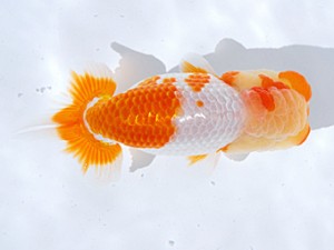 銚子愛魚会 勧進元一　海老忠雄