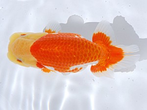 銚子愛魚会 勧進元二　福岡清美智