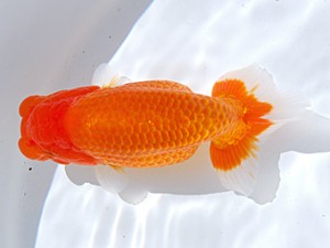 銚子愛魚会 行司一　能勢重徳