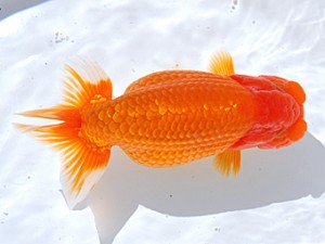 銚子愛魚会 行司二　船橋幸治