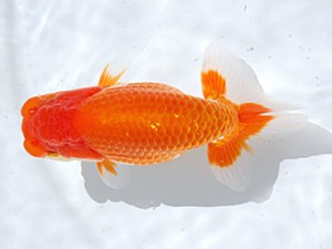 銚子愛魚会 行司三　平山一彦