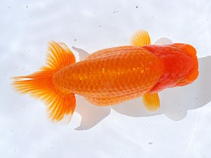 銚子愛魚会 脇行司一　伊原俊夫