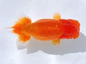 銚子愛魚会 脇行司二　海老忠雄