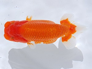 銚子愛魚会　西大関　吉利　宮川正勝