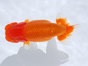 銚子愛魚会　立行司　恵利　宮川正勝