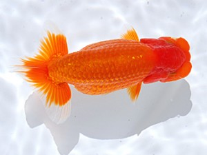 銚子愛魚会　取締一　博　宮川正勝