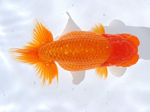 銚子愛魚会 東関脇　中島正司