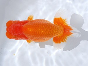 銚子愛魚会 西関脇　福岡清美智