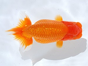 銚子愛魚会 東小結　石橋貞美