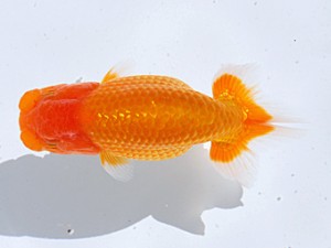 銚子愛魚会 西小結　市川武男