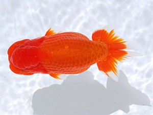 銚子愛魚会　西大関　山口丸　山口美弘