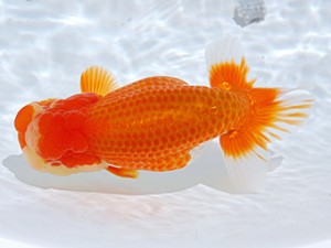 銚子愛魚会　立行司　公貴　市川武男