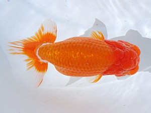 銚子愛魚会　取締一　丸二　実川久志