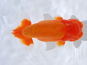 銚子愛魚会　取締二　丸三　実川久志