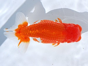 銚子愛魚会　東大関　長助　植村　薫