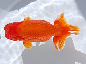 銚子愛魚会　西大関　寿　海老忠雄