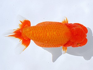 銚子愛魚会　取締一　丸二　実川久志