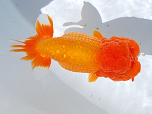 銚子愛魚会　取締二　公貴　市川武男