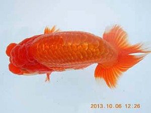 八戸らんちう会　東大関　東岳　安田光伸　青森市