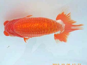 八戸らんちう会　西大関　松野木　安田光伸　青森市