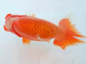 八戸らんちう会　立行司　安田光伸　青森市