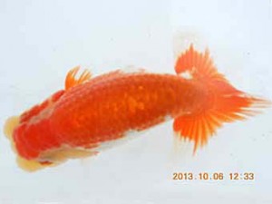 八戸らんちう会　取締一　安田光伸　青森市