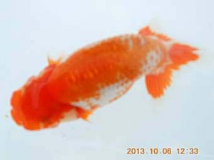 八戸らんちう会　取締二　新谷　満　五所川原市