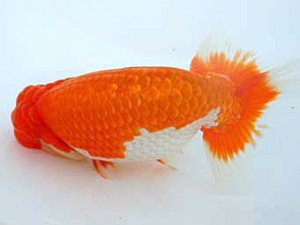 八戸らんちう会　東大関　晃士郎　須々田健之助　青森市