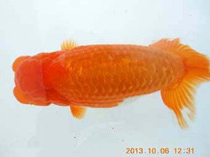 八戸らんちう会　立行司　須々田健之助　青森市