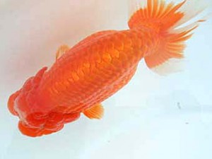 八戸らんちう会　取締一　安田光伸　青森市