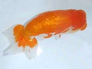 八戸らんちう会　東大関　雪太郎　須々田健之助　青森市