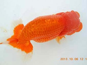 八戸らんちう会　西大関　陸奥　高橋玄道　むつ市