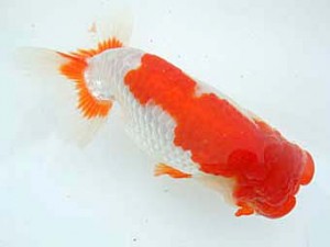 八戸らんちう会　立行司　大久保政道　八戸市