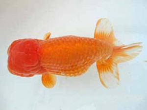 八戸らんちう会　取締二　安田光伸　青森市