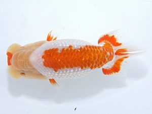 稲沢金鱗会　東大関　浅井　宏　弥富市