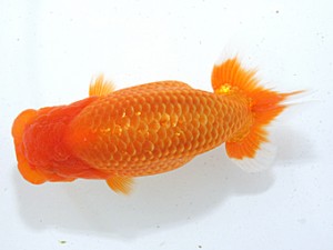 稲沢金鱗会　西大関　浅井　宏　弥富市