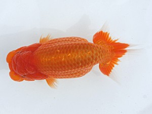 稲沢金鱗会　取締一　鎌田文夫　稲沢市