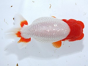 稲沢金鱗会　西大関　伊藤高宏　名古屋市