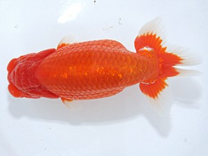 稲沢金鱗会　立行司　植田春寿　稲沢市