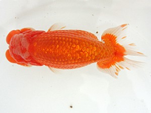 稲沢金鱗会　取締一　近藤憲正　あま市