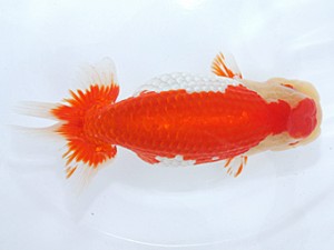 稲沢金鱗会　東大関　川口　敦　稲沢市