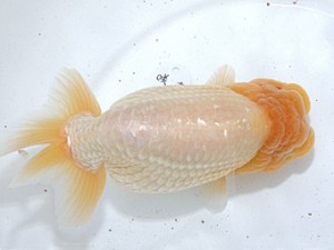 稲沢金鱗会　西大関　植田春寿　稲沢市