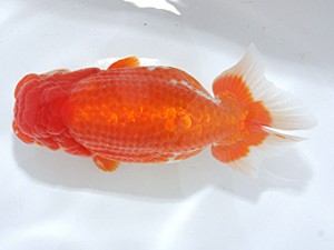 稲沢金鱗会　立行司　鎌田芳男　稲沢市