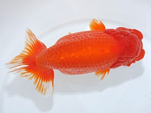 稲沢金鱗会　取締一　川口　敦　稲沢市