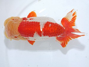 稲沢金鱗会　取締二　大倉正歳　三重県