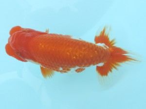 香川晃鱗会　東大関　藤野　武　高松市