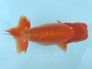 香川晃鱗会　立行司　田淵貴利　三豊市